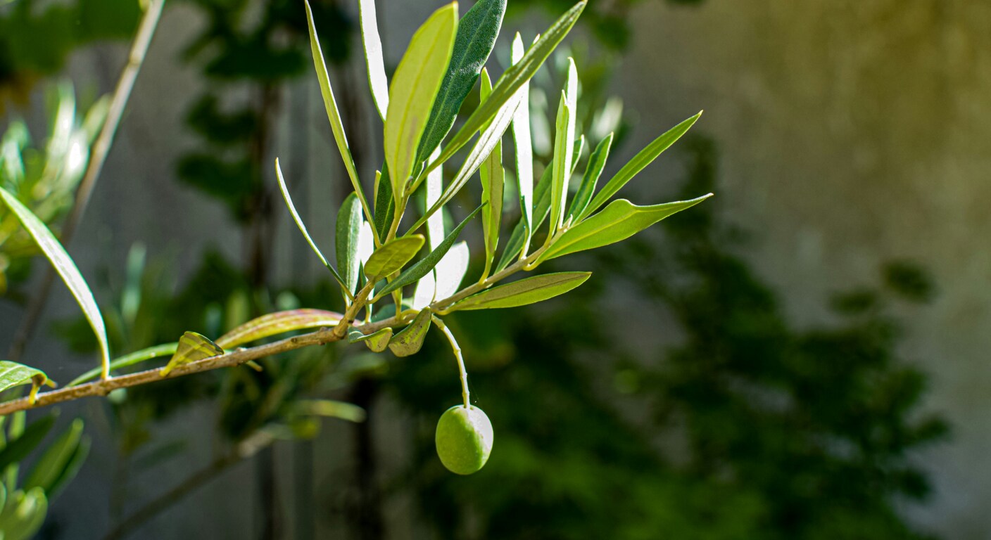 Sumeyye sue bozkus bK T lTGj28 unsplash (1)